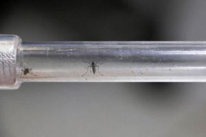 La OPS advierte que se espera la peor temporada de dengue en la historia en América Latina