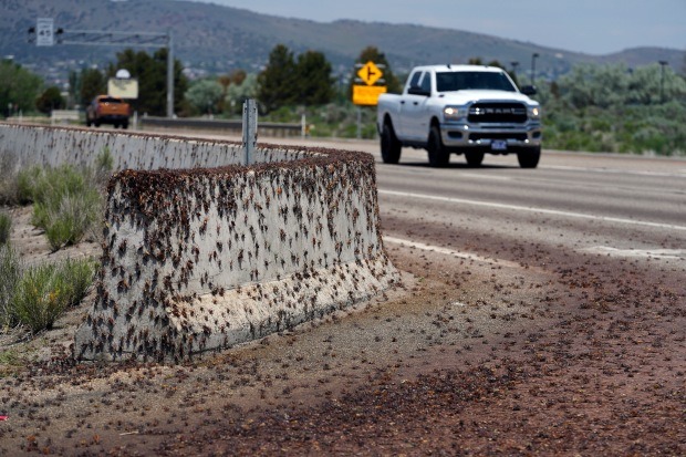 El apocalipsis llegó a una ciudad de Nevada: La plaga de insectos que puso el cielo rojo como sangre