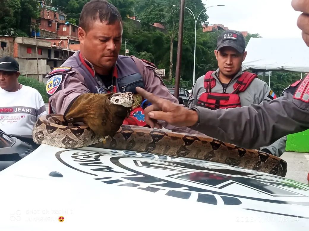 Paramédicos viales rescataron a una tragavenado en el Distribuidor Metropolitano