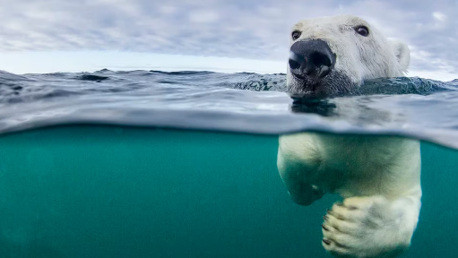 El calor récord del planeta amenaza a la vida silvestre: cuál es el impacto en los animales