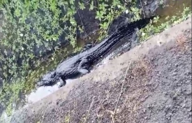 VIDEO: Caimán repleto de petróleo a orillas del Lago de Maracaibo evidencia la contaminación de Pdvsa