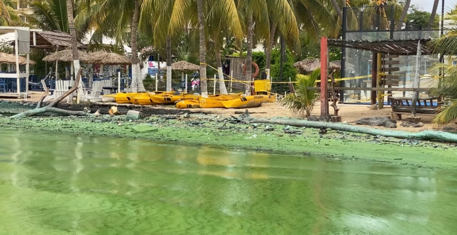 El verdín del Lago de Maracaibo, una amenaza para la salud de los zulianos