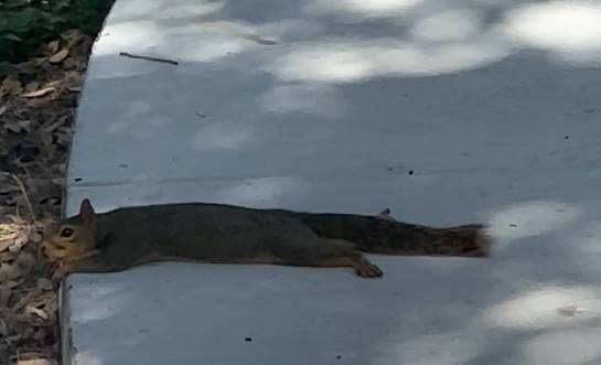 Ola de calor en Texas: Hasta las ardillas sufren los efectos de las altas temperaturas (VIDEO)