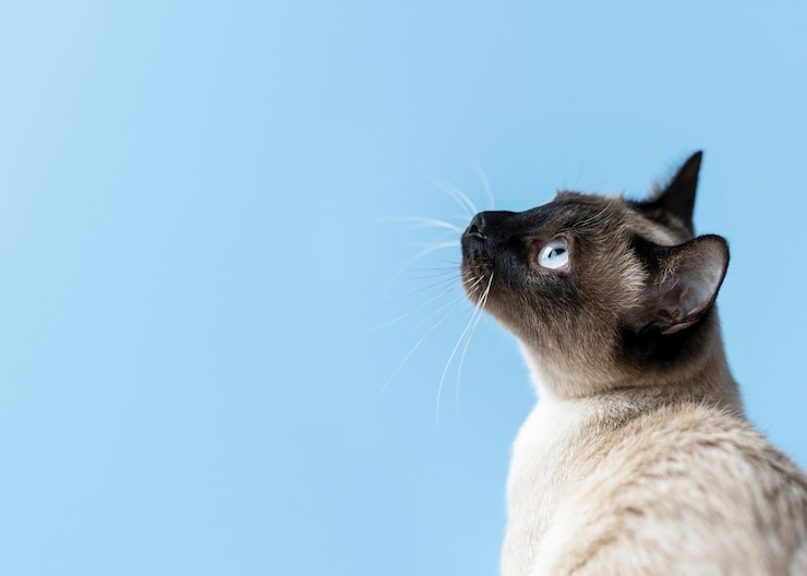 VIRAL: La polémica estrategia que usó una joven con su gato para conquistar a su vecino (VIDEO)