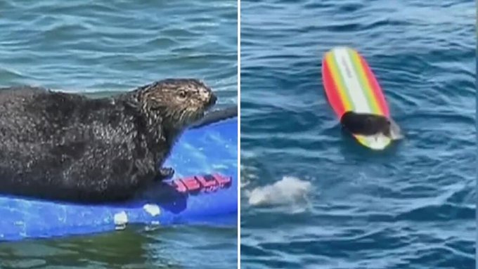 Muerde, araña y roba tablas de surf: una nutria anda suelta en California (VIDEO)