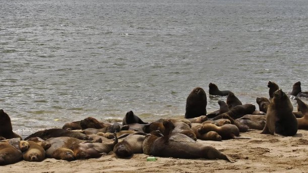 Confirmaron en Argentina casos de gripe aviar en lobos marinos que aparecieron muertos en Mar del Plata