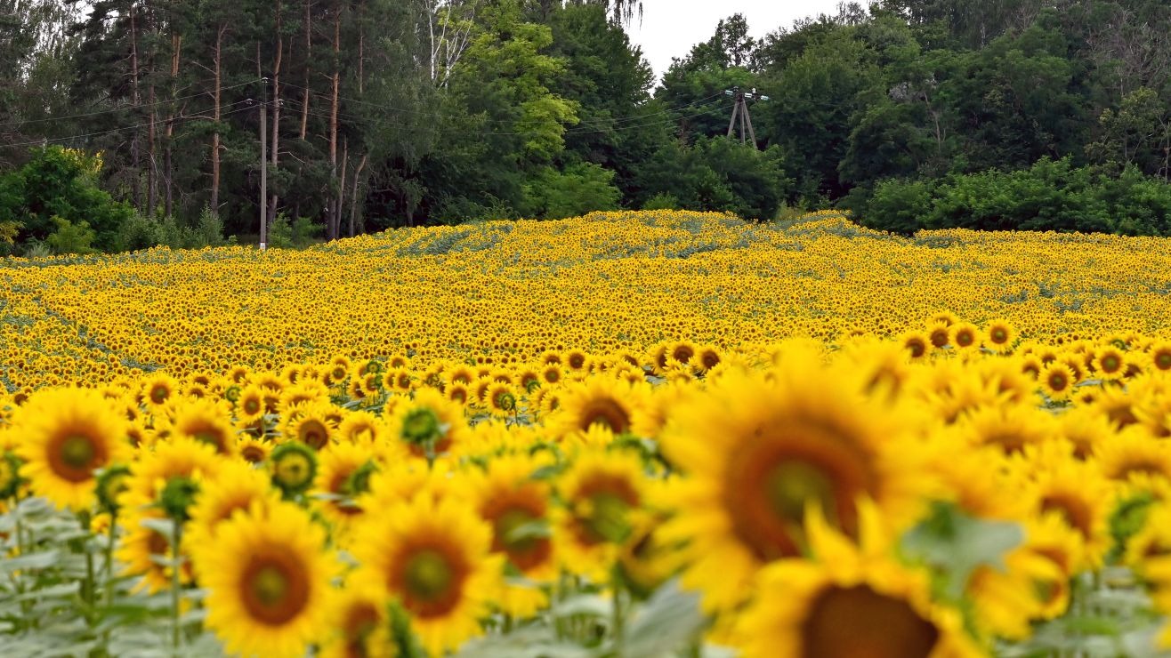 Sembró amor en Kansas: Plantó 1.2 millones de girasoles como regalo a su esposa por su 50 aniversario