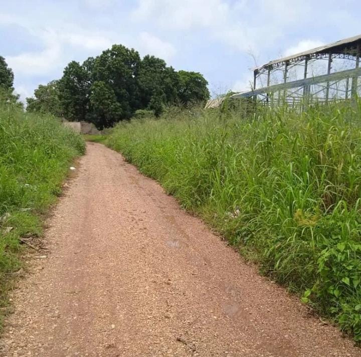 El hampa y la maleza reinan en el barrio Nicaragua de Calabozo