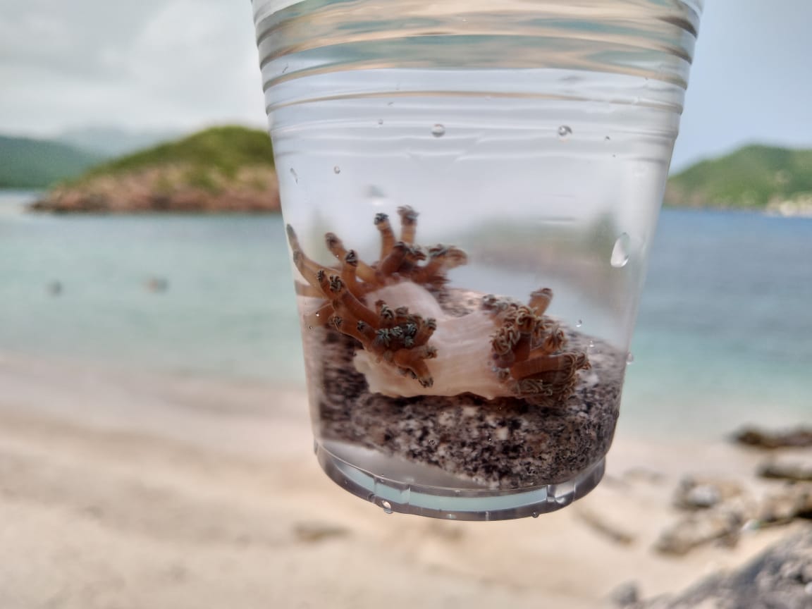 Coral Unomia Stolonifera preocupa a los pescadores y se extiende por más de 80 % del Parque Nacional Mochima