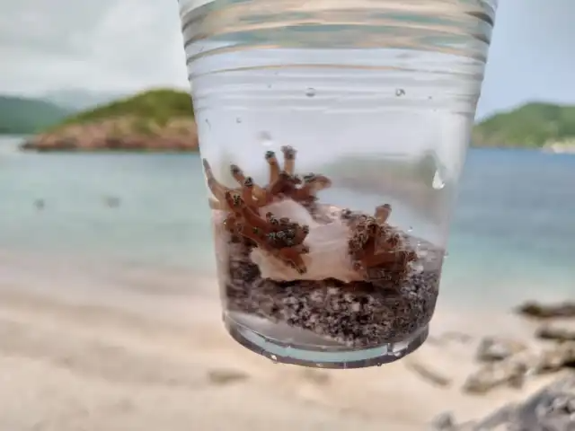 Unomia Stolonifera, an invasive coral species, worries fishermen and now covers over 80% of “Mochima National Park” in eastern Venezuela