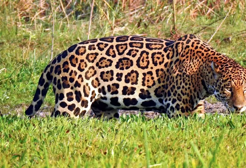 En pijama y con bastón, abuelita enfrenta cuerpo a cuerpo a un jaguar (VIDEO)