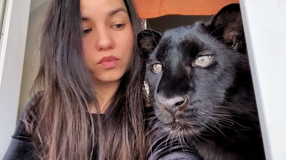 Hermosa familia: Mujer rescató a un “gatito bebé” a punto de morir y resultó ser una pantera (VIDEO)