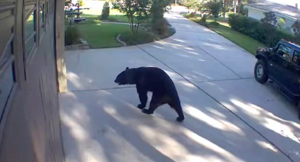 VIRAL: Oso estaba sediento, invadió una casa en Florida y sorprendió a todos con lo que hizo (VIDEO)