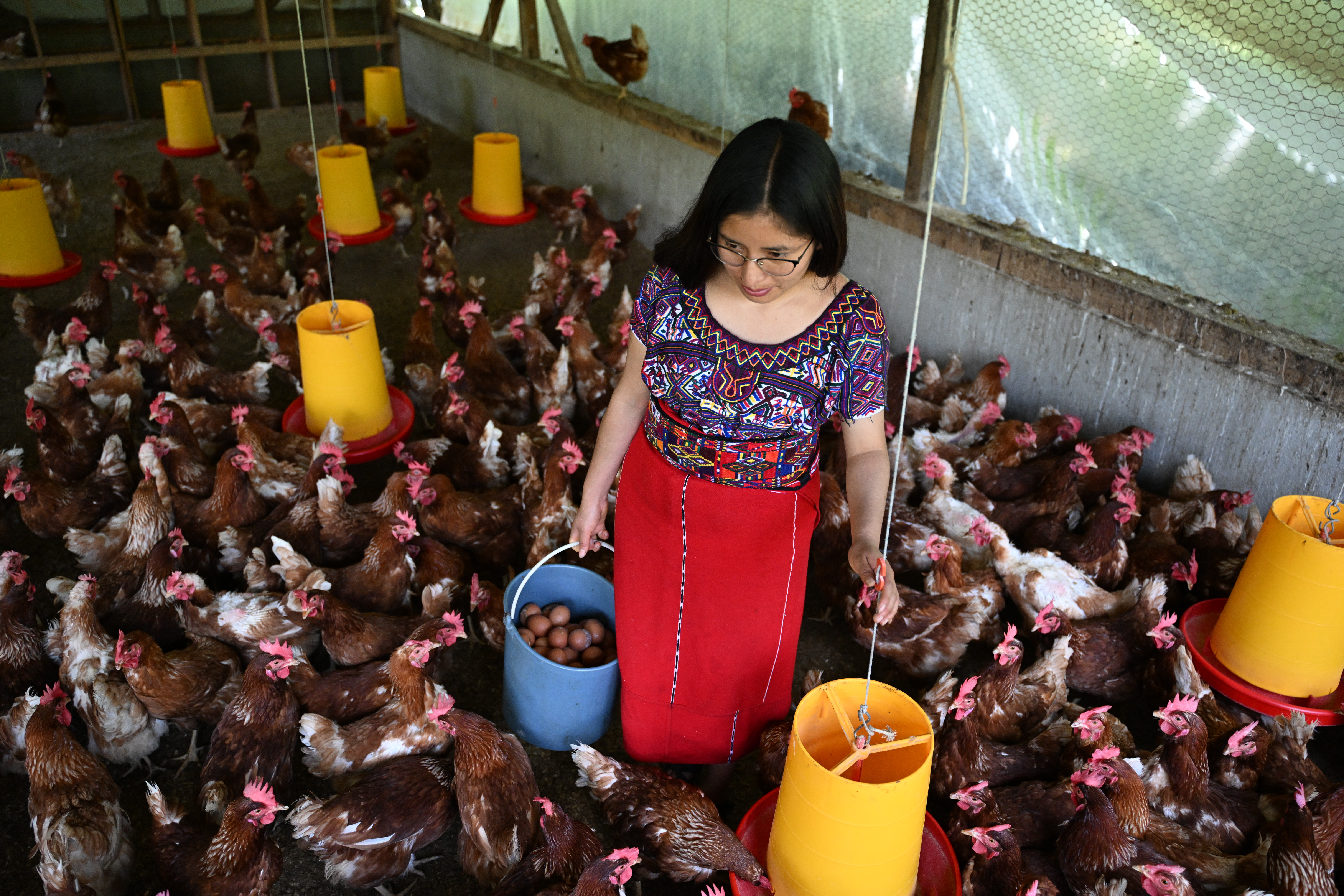 Gallinas y tomates, una apuesta de indígenas guatemaltecos… ¿contra la migración?