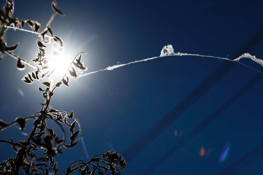 Pesadilla en California: espeluznantes arañas caen del cielo y desconciertan a todos (VIDEO)