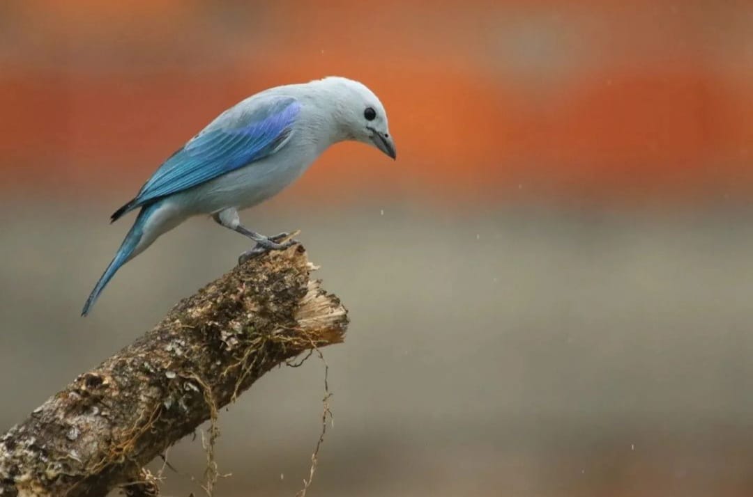 Bird watchers in Táchira State deploy to participate in the October Big Day in western Venezuela