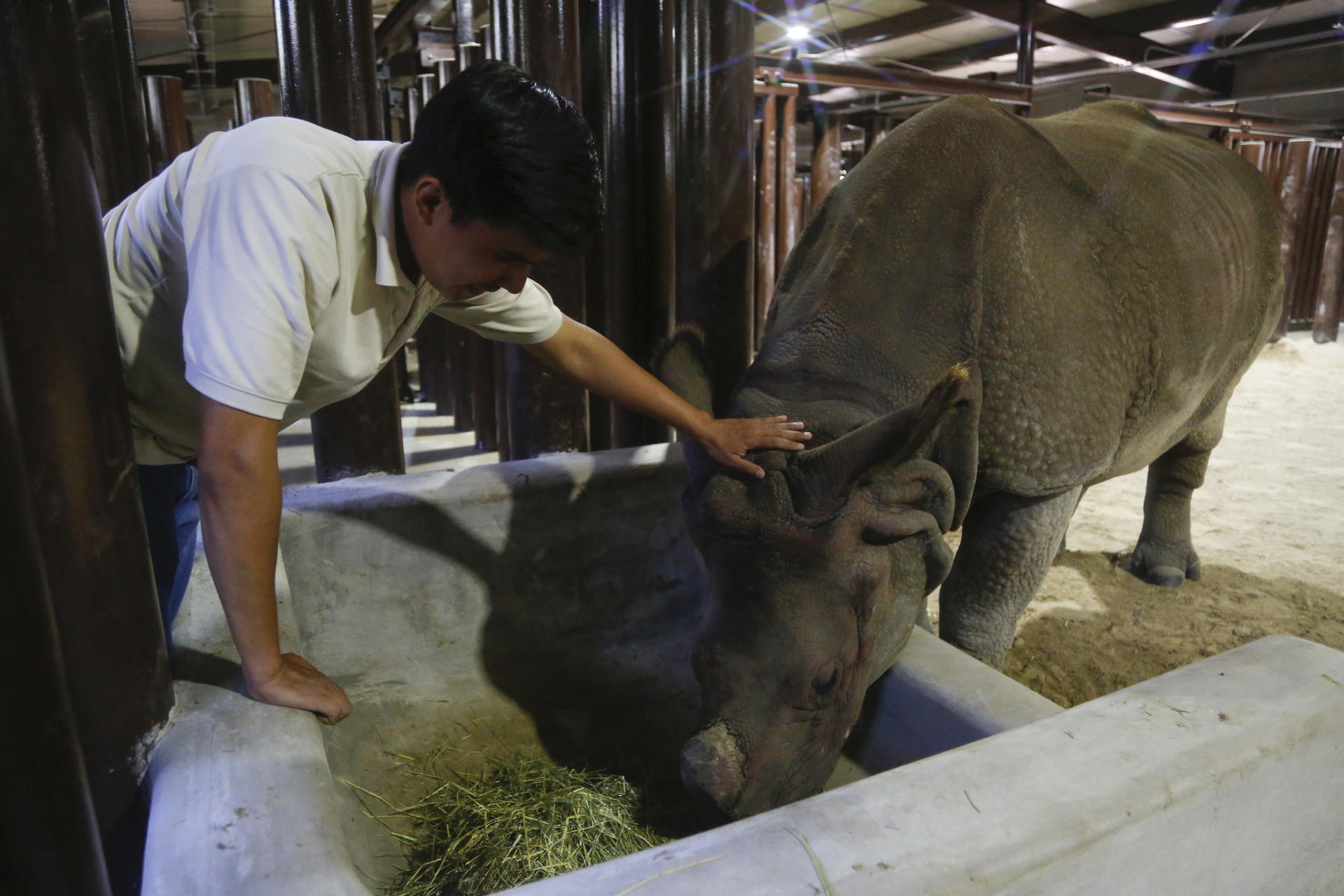 Dos rinocerontes indios encuentran hogar en un zoológico de México (Fotos)