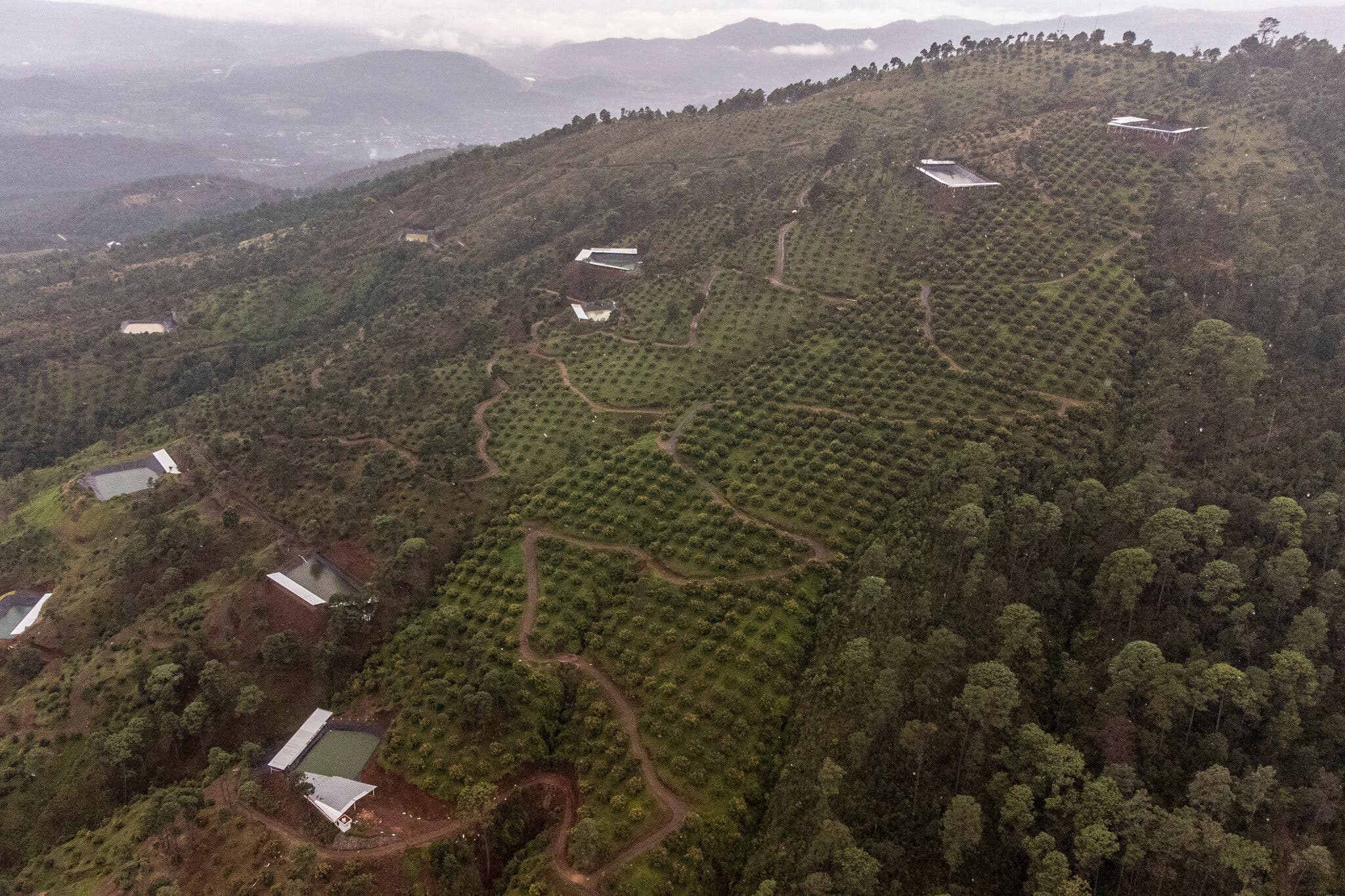 La obsesión de EEUU con el aguacate está acabando con los bosques mexicanos