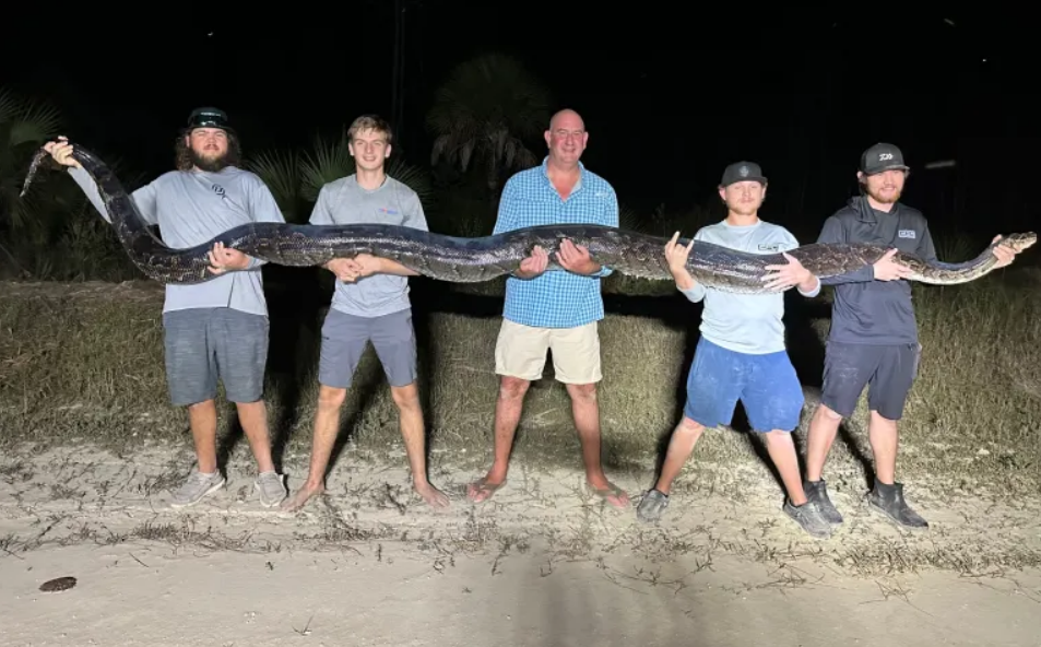 Cazaron a una pitón de cinco metros, una de las más grandes halladas en Florida