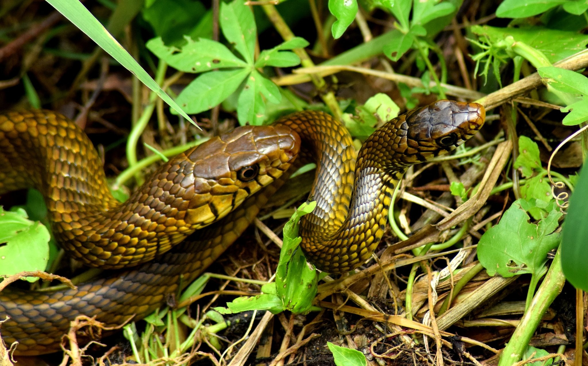 Policía le dio “el beso de la vida” a una serpiente intoxicada con pesticidas (VIDEO)