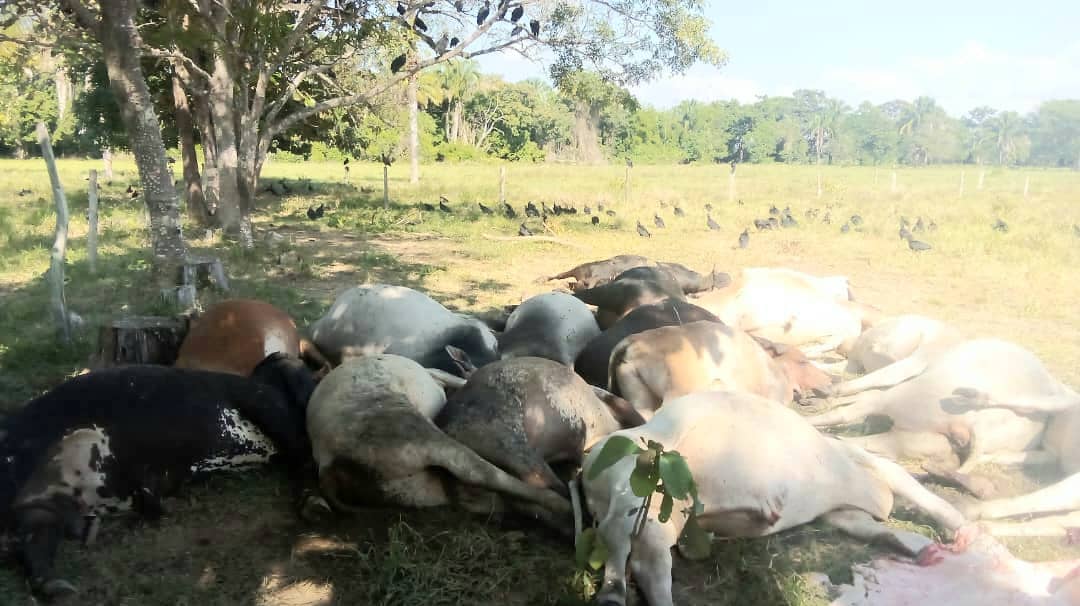 Mueren 25 reses al electrocutarse con una guaya de alta tensión rota en la Reserva de Ticoporo en Barinas