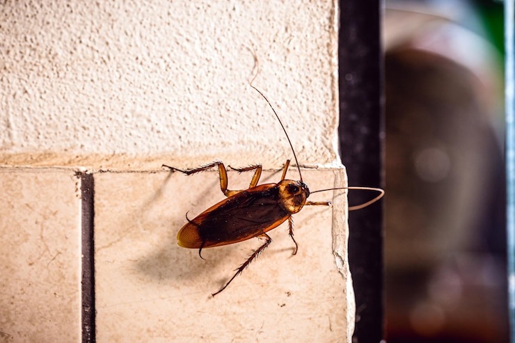 Quiso matar una cucaracha e hizo explotar su departamento por los aires