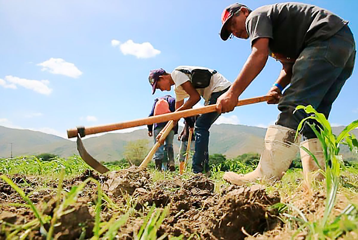 Aconsejan a los agricultores procurar contrato previo con la industria de alimentos