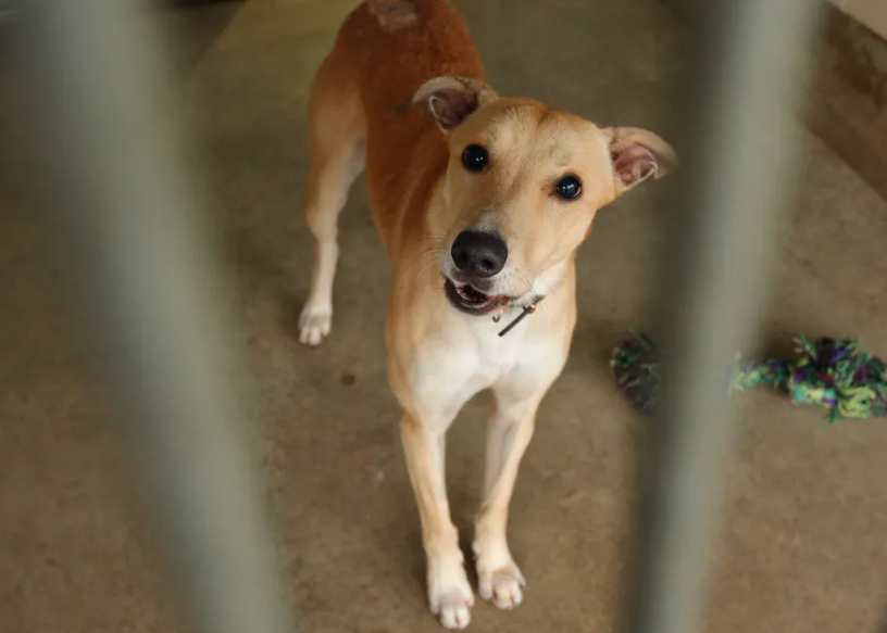 Ciudad rusa decide sacrificar a todos los perros callejeros; defensores animales se movilizan para salvarlos