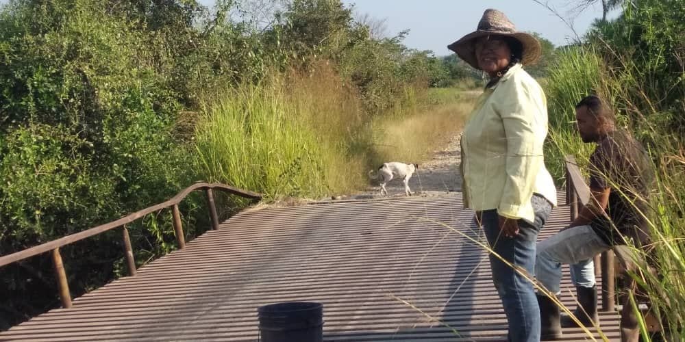 Socavamiento en puente pone en riesgo producción de carne y leche en San Silvestre, Barinas