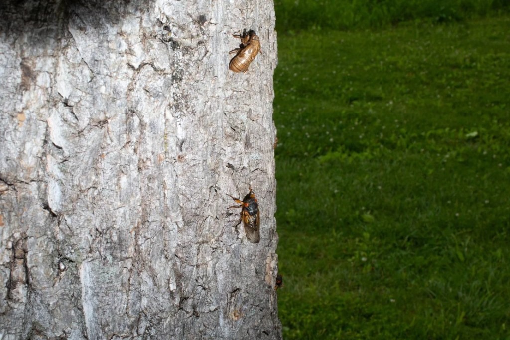 Apocalipsis en EEUU: cómo prepararte para los miles de millones de estos insectos que emergerán en 2024