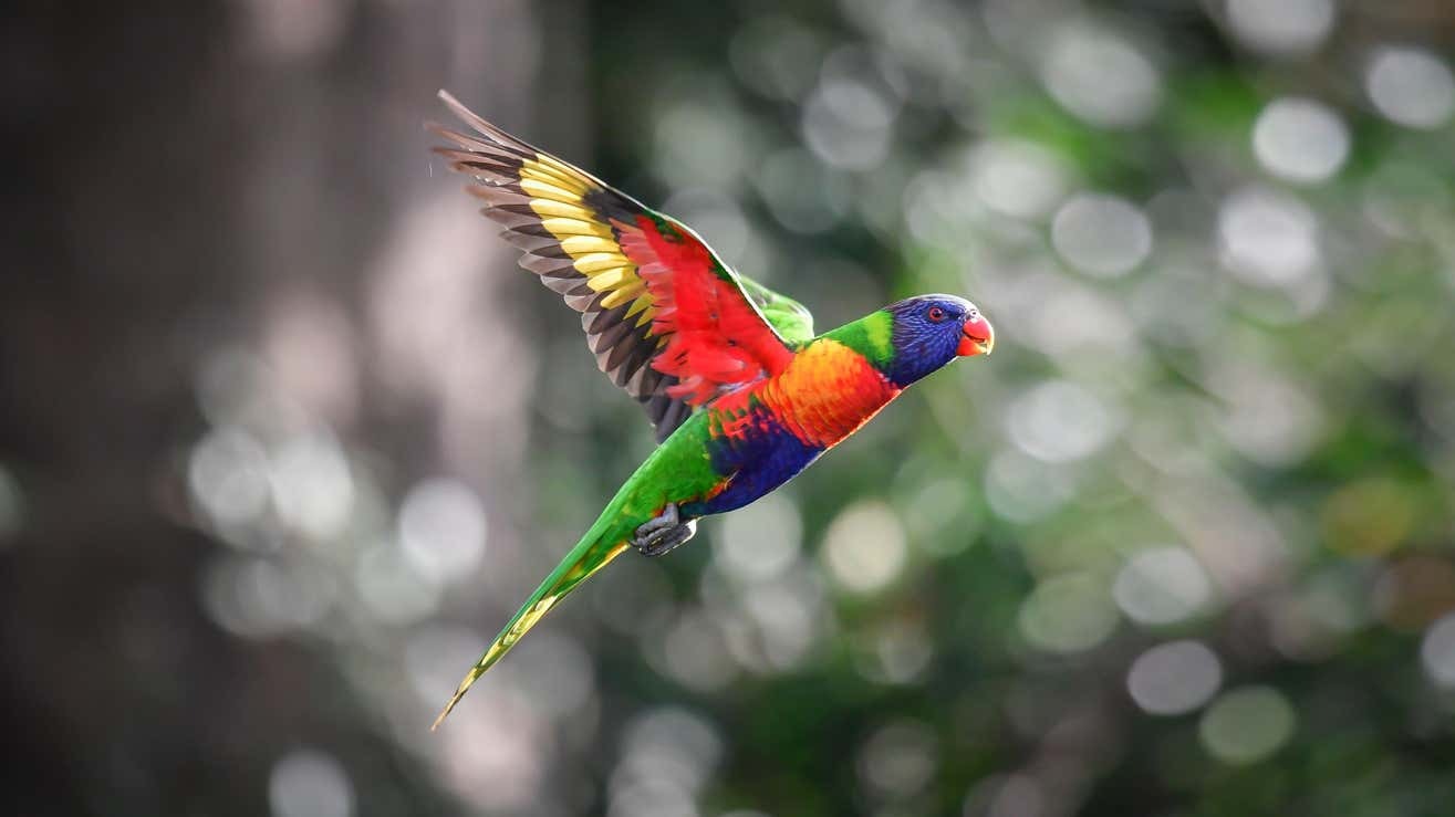 Un pájaro con los colores del arcoíris escapa del zoológico de la manera más obvia posible