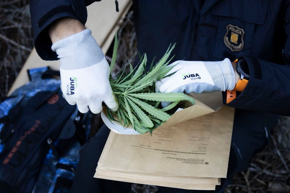 Crueldad infantil: Obligan a tres niños a dormir en la sala de su casa porque el cuarto era una plantación de marihuana