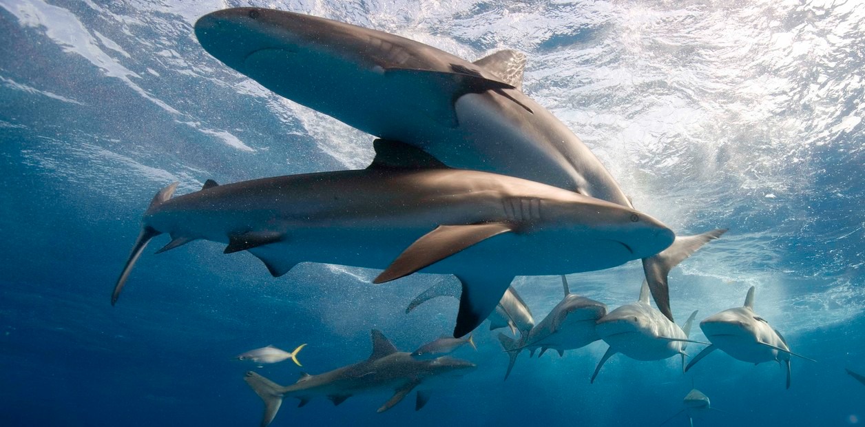 Expedición de buceo terminó en tragedia: niño se metió en tanque de tiburones y acabó mordido