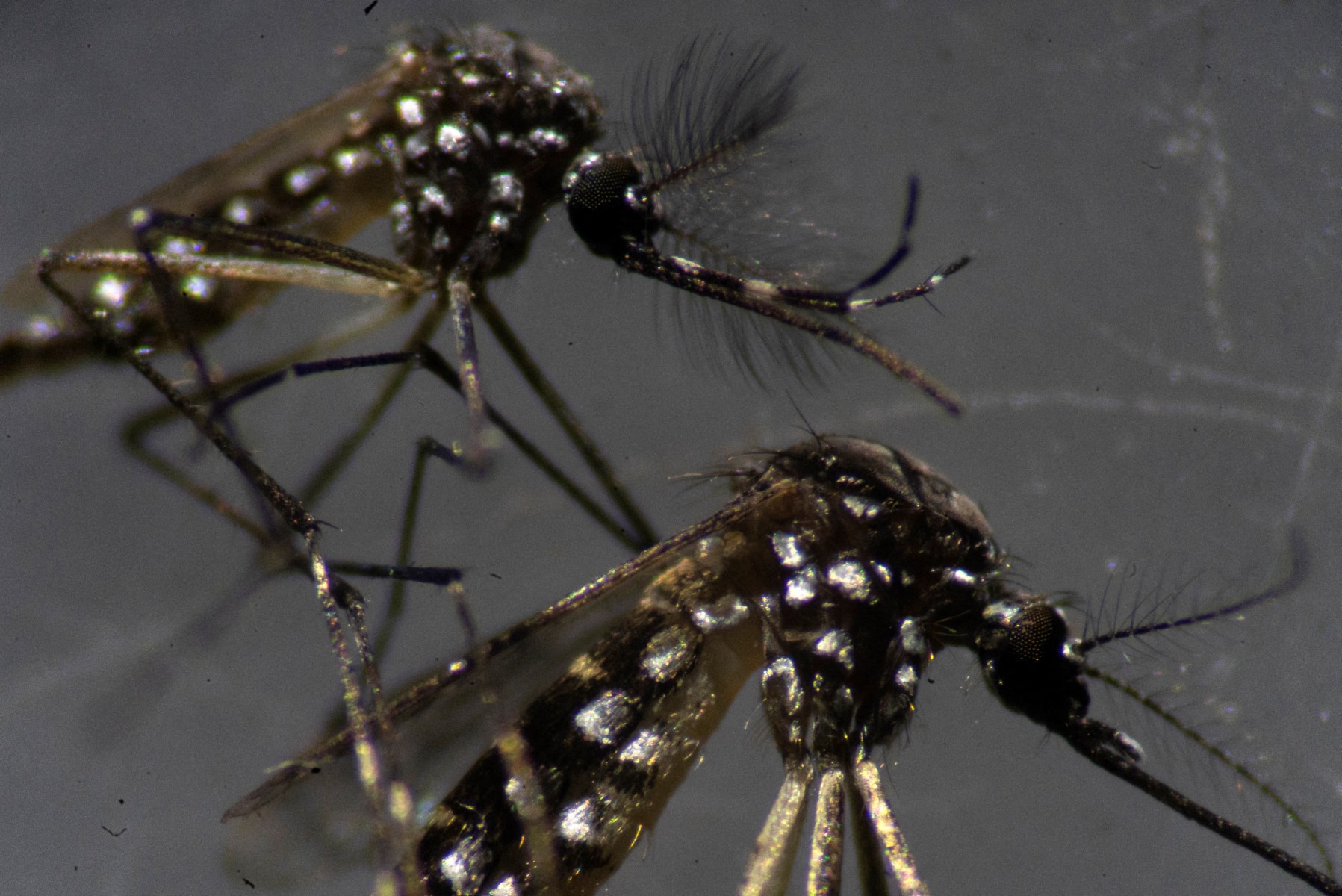 Cuáles son los aromas y colores que atraen a los mosquitos