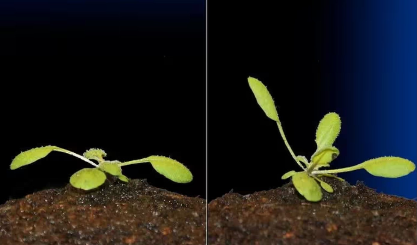 Cómo es el sorprendente mecanismo que permite a las plantas orientarse hacia la luz