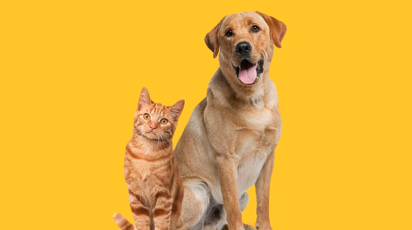 Inteligencia artificial predice cómo serían los perros y los gatos en el futuro