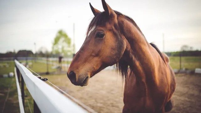 Uruguay confirma nuevos casos de encefalitis equina en humanos