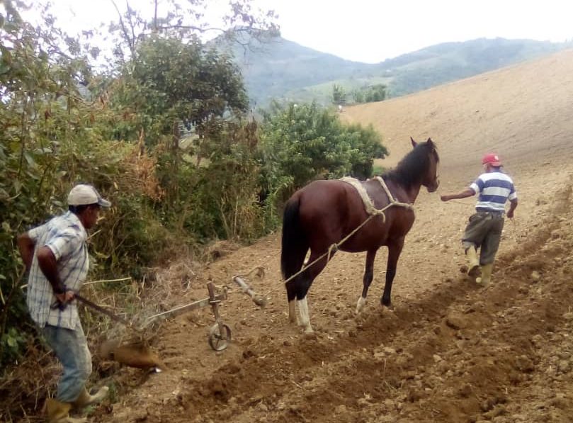 ¡Vamos pa’ atrás! En los Hucomaros aran la tierra con bueyes por falta de combustible en Lara