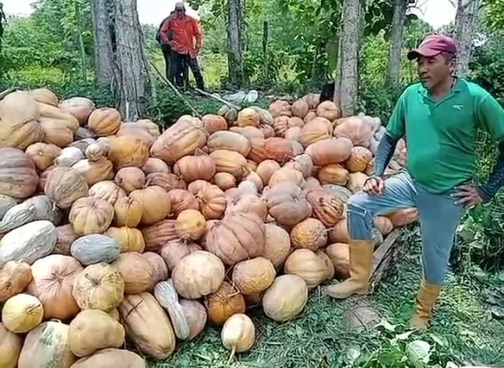 Siguen perdiéndose las cosechas en Mérida: Costos de producción afectan actividad agrícola (VIDEO)