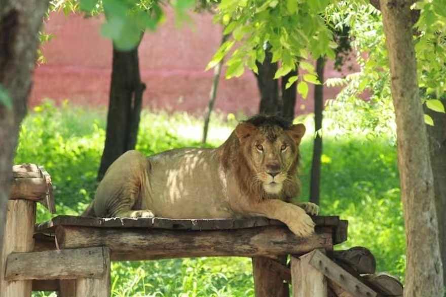 Entró a la jaula de un león para sacarse una selfie y acabó devorado