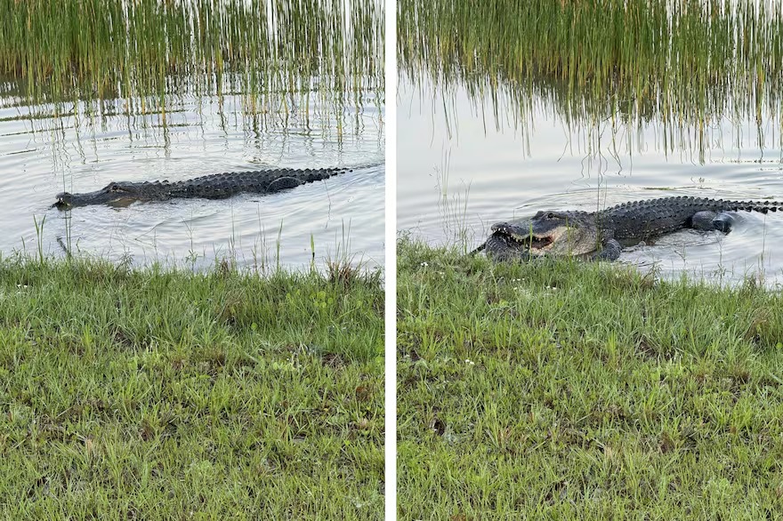 “Me asustó”: salió a correr en Florida, se cruzó con un caimán y quedó sin palabras cuando vio lo que hacía