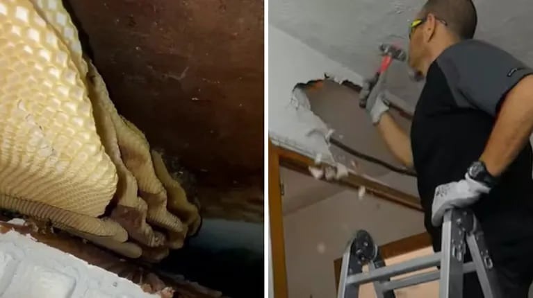 Veían salir insectos de las paredes de su casa, hicieron un hueco y el hallazgo los dejó perplejos (VIDEO)