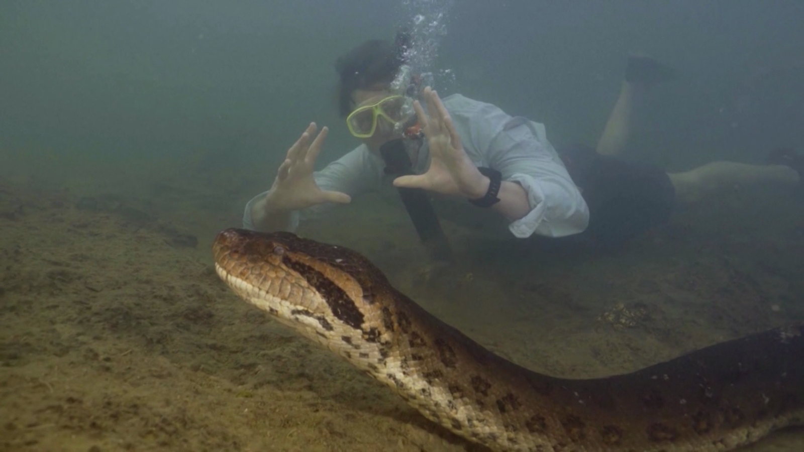 Murió la anaconda más grande del mundo, que fue descubierta en el Amazonas hace semanas