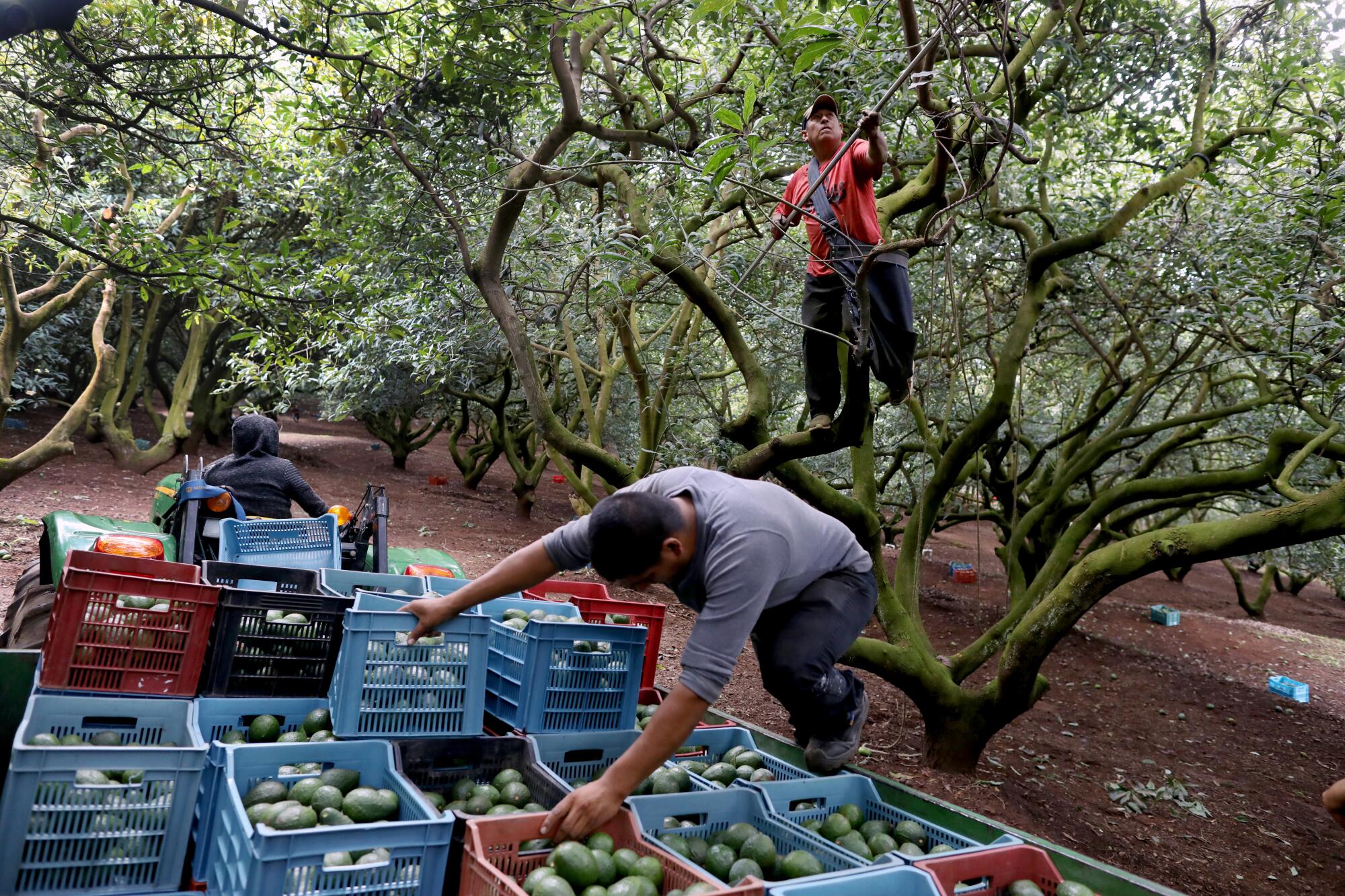 Cómo los grupos criminales ayudan a expandir la multimillonaria industria del aguacate en México