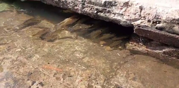 Peces de las alcantarillas: el extraño fenómeno que sorprendió a los argentinos