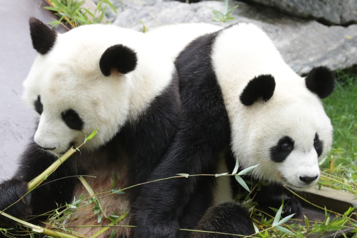 Los pandas Jin Xi y Zhu Yu viajan ya desde China a España