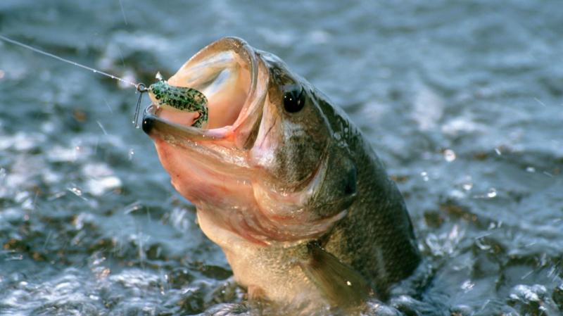 Por qué los peces se están haciendo más pequeños y cómo puede afectarnos este fenómeno