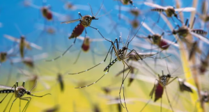 Invasión de mosquitos: cuatro factores que hacen que piquen más a ciertas personas