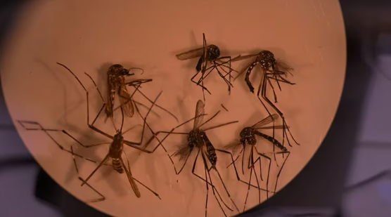 Brasil superó los cinco millones de casos de dengue, una cifra récord desde que hay registros