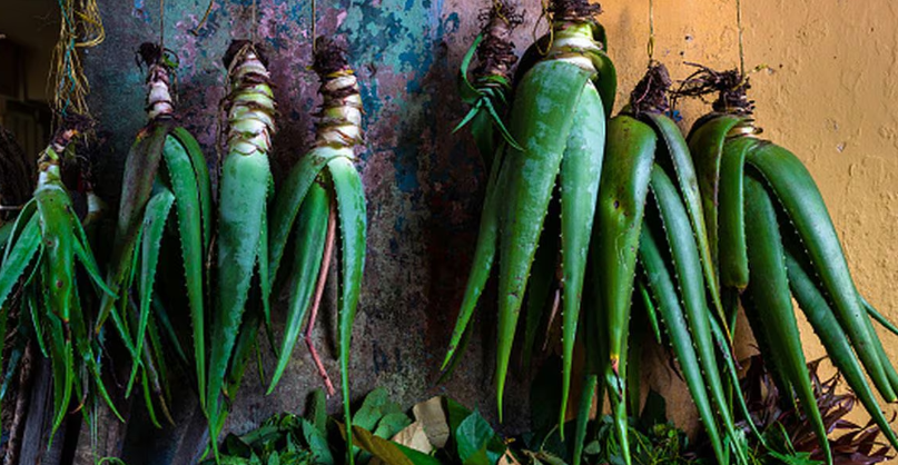 ¿Qué significa que la planta de sábila se pudra?